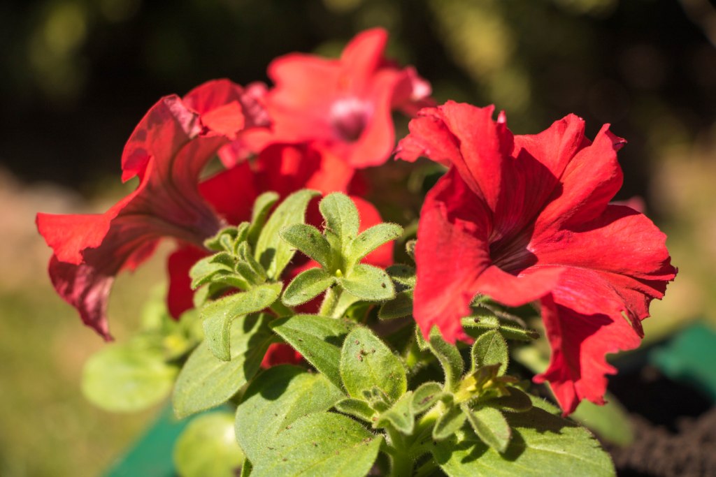 Вазон пластиковый. Собственное производство. Чистоград. Кашпо цветочное Лотос 350/450. Модель 2019